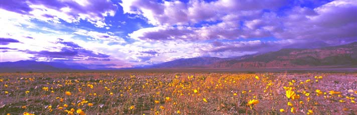 Panorama Landscape Photography Sea of Golden Buttercups, Death Valley